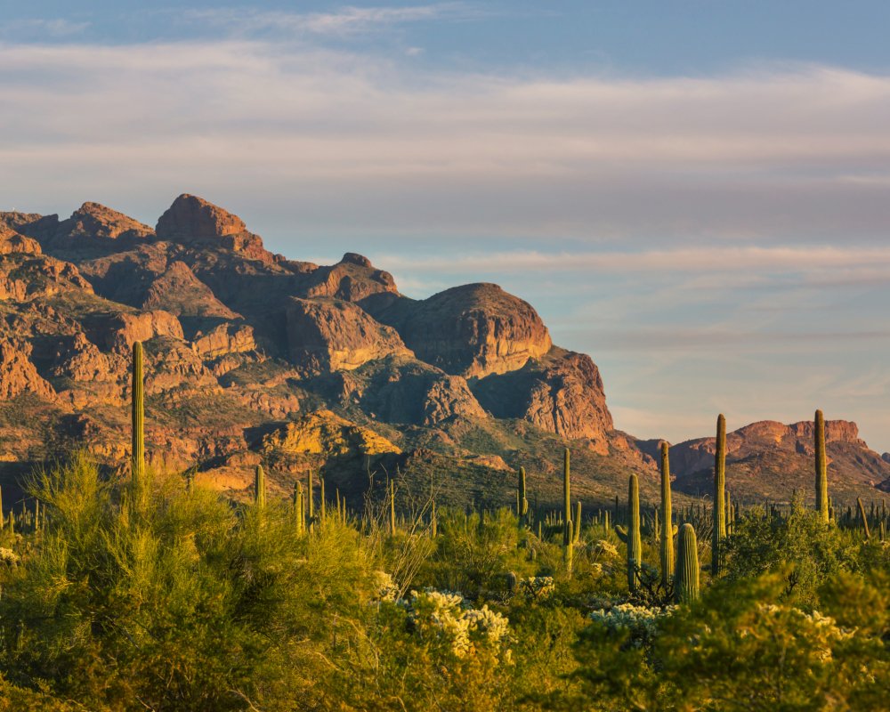 Cactus fields in Mexico, Baja California